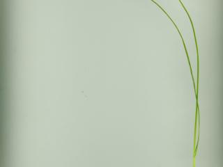 Img.VTax3755.ExN.Img2