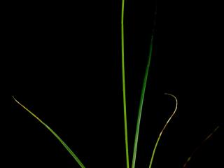 Img.VTax3758.ExN.Img3