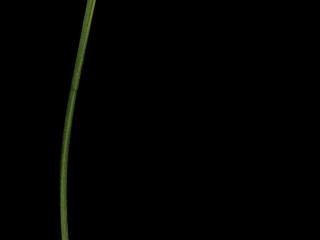 Img.VTax3758.ExN.Img4