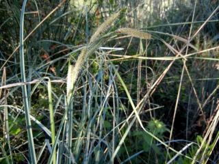 Img.VTax3771.ExN.Img1
