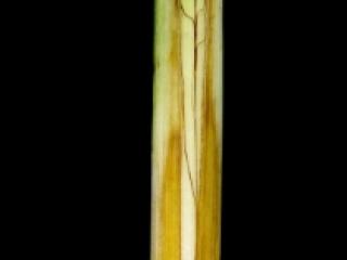 Img.VTax3771.ExN.Img11