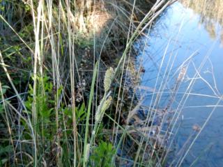 Img.VTax3771.ExN.Img2