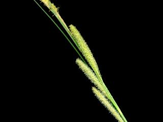 Img.VTax3771.ExN.Img8