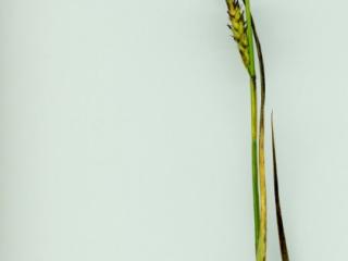 Img.VTax3773.ExN.Img6