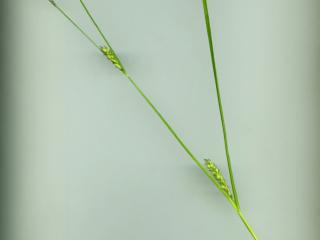 Img.VTax3773.ExN.Img7