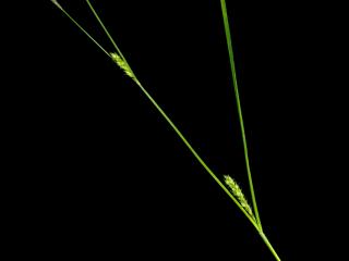 Img.VTax3773.ExN.Img8
