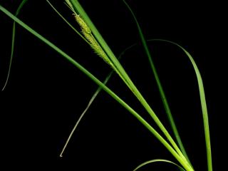 Img.VTax3775.ExN.Img2