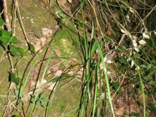 Img.VTax3777.ExN.Img3