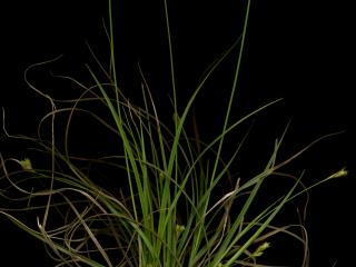 Img.VTax3781.ExN.Img4