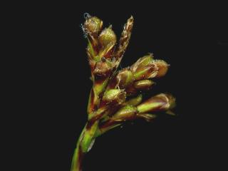 Img.VTax3785.ExN.Img2