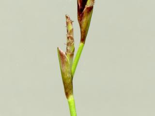 Img.VTax3785.ExN.Img3