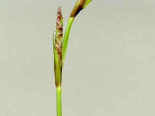 Img.VTax3785.ExN.Img4