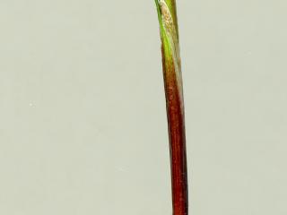 Img.VTax3785.ExN.Img6