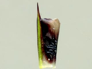 Img.VTax3789.ExN.Img10