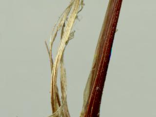 Img.VTax3789.ExN.Img4