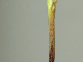 Img.VTax3789.ExN.Img5