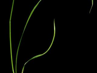 Img.VTax3794.ExN.Img3