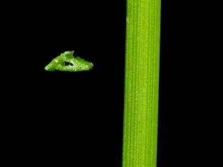 Img.VTax3794.ExN.Img8