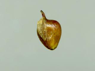 Img.VTax3796.ExN.Img4
