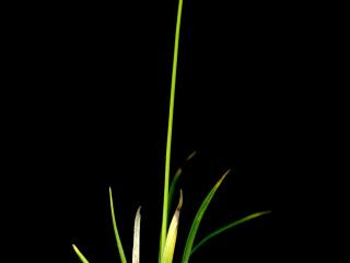 Img.VTax3797.ExN.Img9