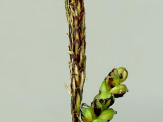 Img.VTax3798.ExN.Img3