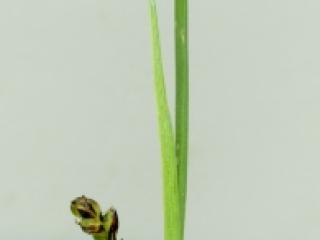 Img.VTax3798.ExN.Img6
