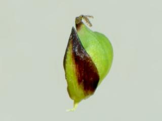 Img.VTax3798.ExN.Img7