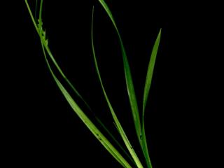 Img.VTax3803.ExN.Img2