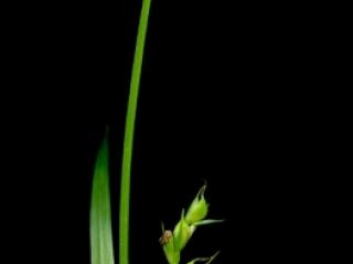 Img.VTax3803.ExN.Img4