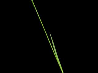 Img.VTax3805.ExN.Img3