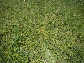 Img.VTax3806.ExN.Img2