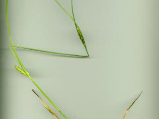 Img.VTax3806.ExN.Img3