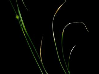 Img.VTax3814.ExN.Img8