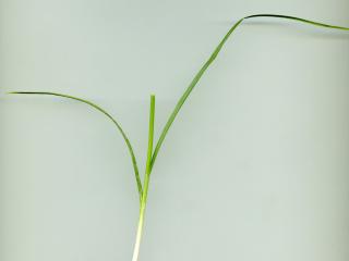 Img.VTax3816.ExN.Img2