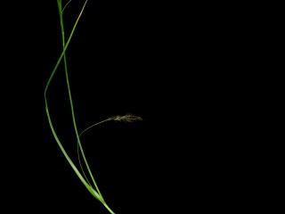 Img.VTax3816.ExN.Img4