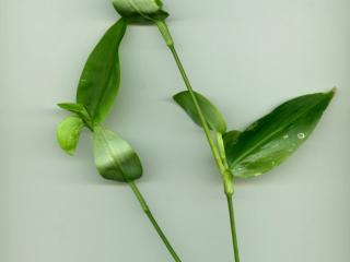 Img.VTax3822.ExN.Img3