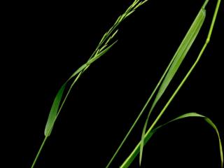 Img.VTax3836.ExN.Img1