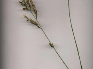 Img.VTax3837.ExN.Img1