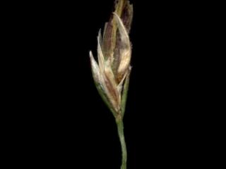 Img.VTax3837.ExN.Img3