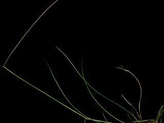 Img.VTax3849.ExN.Img1