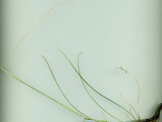 Img.VTax3849.ExN.Img2