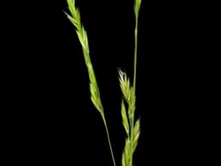 Img.VTax3849.ExN.Img3