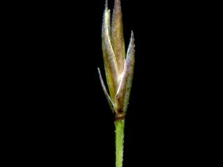Img.VTax3851.ExN.Img3