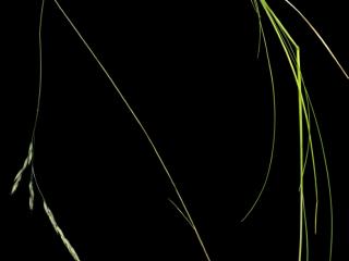 Img.VTax3853.ExN.Img3