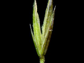 Img.VTax3853.ExN.Img9