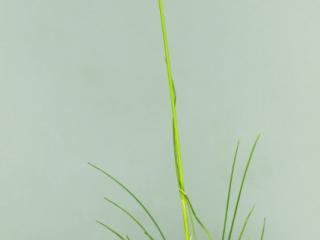 Img.VTax3868.ExN.Img5