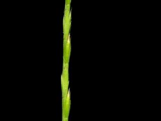 Img.VTax3883.ExN.Img1