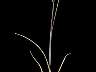 Img.VTax3890.ExN.Img3