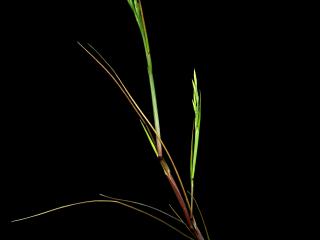Img.VTax3892.ExN.Img1