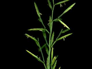 Img.VTax3892.ExN.Img3